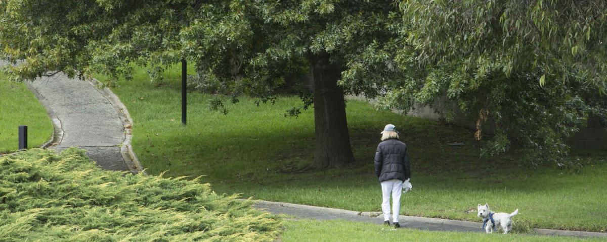 A green park with a concrete path winding from left to right. A person and a small white dog are walking along the path