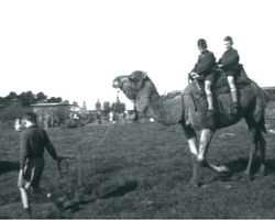 Camel riding at Greythorn Park