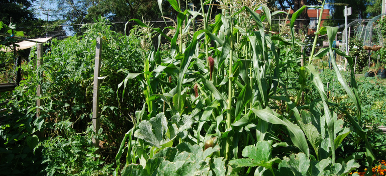 Community Garden