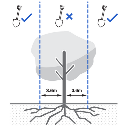 Tree root growth