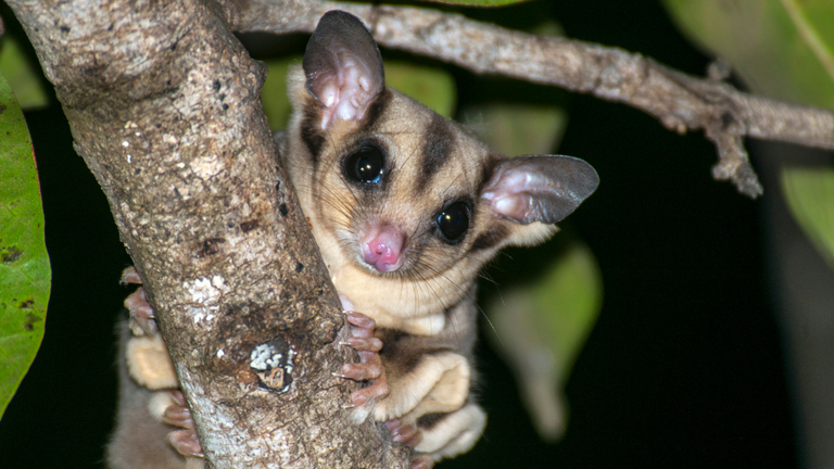 Sugar Glider