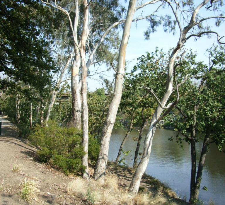 Yarra Bank Reserve