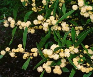 Blackwood in bloom