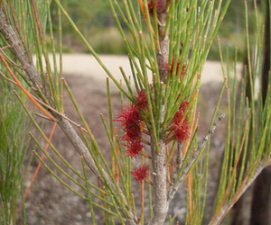 Black she oak with flowers