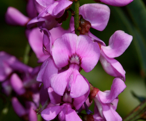 Austral indigo flowers