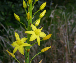 yellow bulbine lily