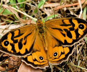 Common Brown Butterfly