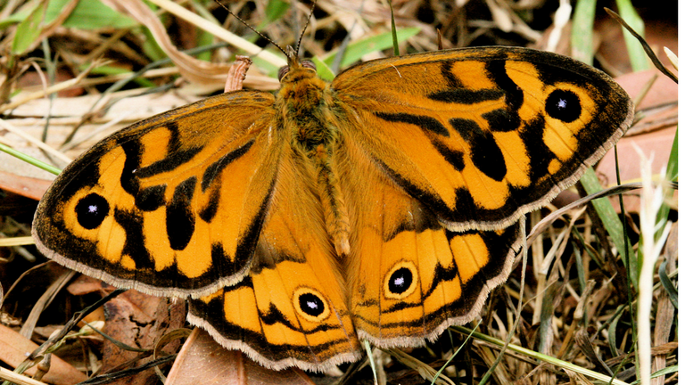 Common Brown Butterfly