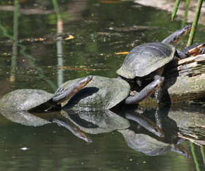 Eastern Long-Necked Turtle