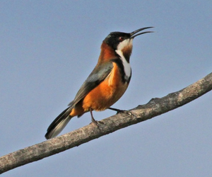 Eastern Spinebill