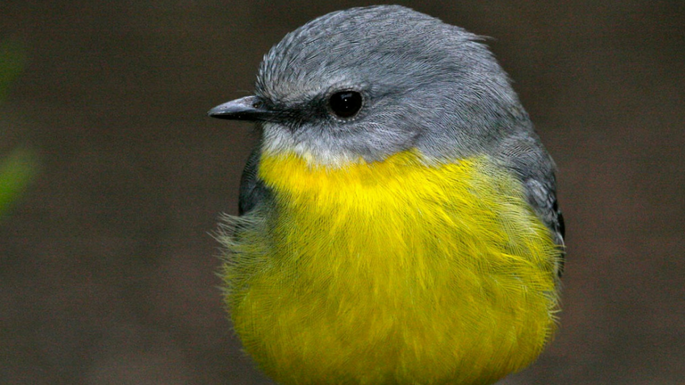 Eastern Yellow Robin