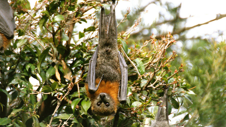 Grey-Headed Flying Fox