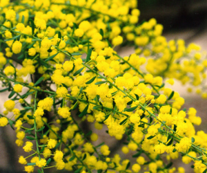 Gold dust wattle