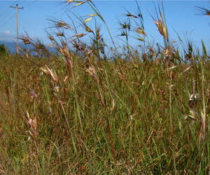 kangaroo grass