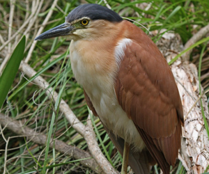 Nankeen Night Heron