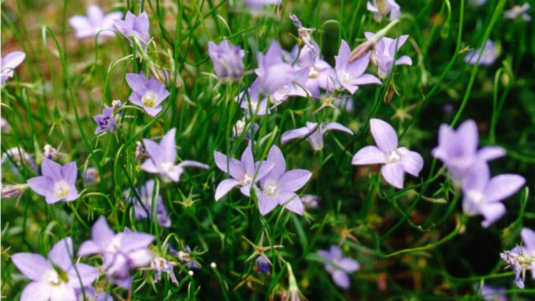 Native Bluebells