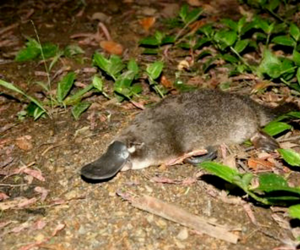 Platypus