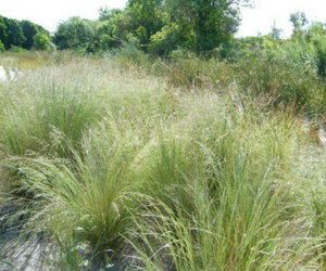 Soft tussock grass