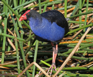 Purple Swamphen