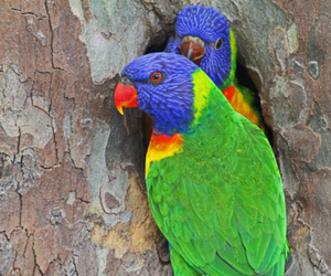 Two brightly coloured birds, with blue, red, yellow and green feathers, nesting in a tree