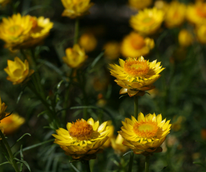 Shiny everlasting daisies