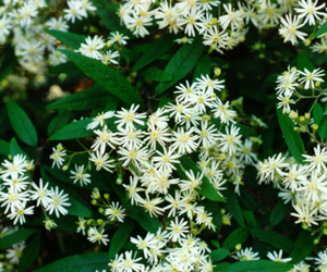 Showy daisy bush in flower