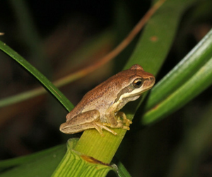 Southern Brown Tree Frog