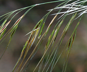 Spear grass