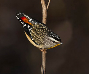 Spotted Pardalote