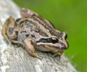 Striped Marsh Frog