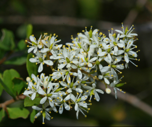 Sweet bursaria flowers