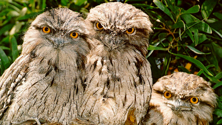 Tawny Frogmouths