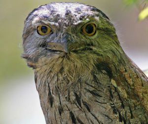 Tawny Frogmouth