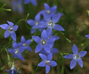 Tufted bluebell flowers