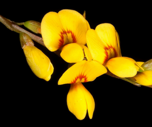 Golden spray flowers