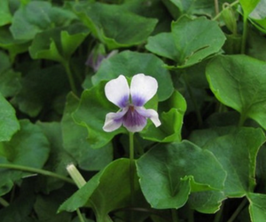 Ivy leaf violet