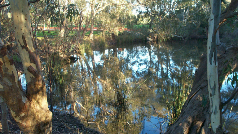 Willsmere Billabong
