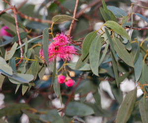 Yellow gum in flower