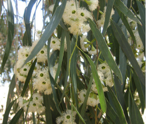 yellow box gum tree in flower