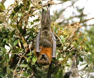 Grey-Headed Flying Fox