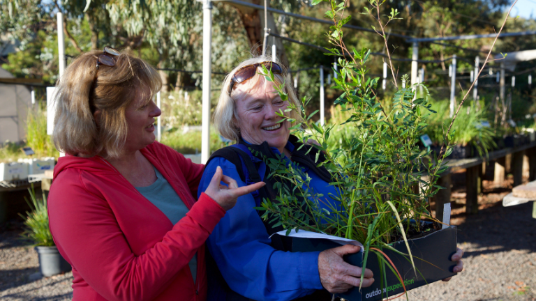 Home owners consider plant options for their garden