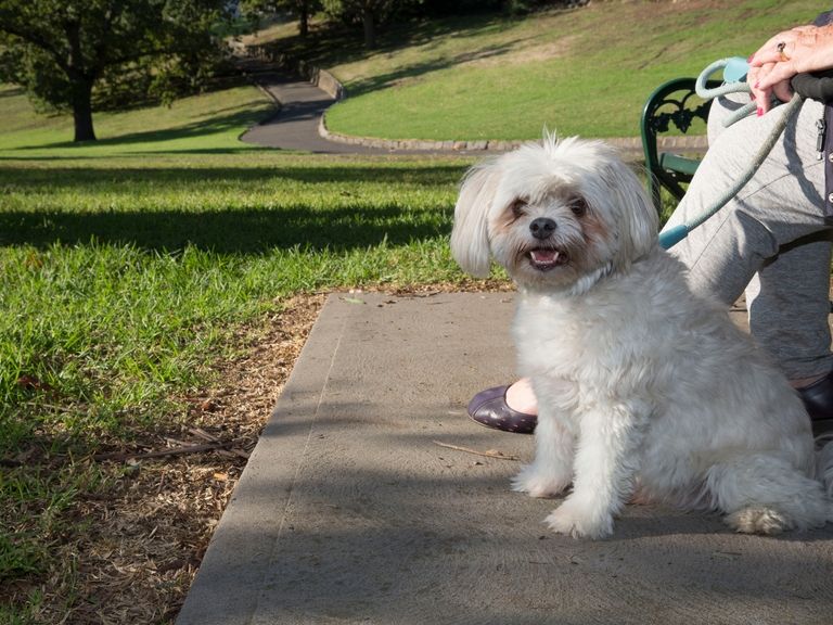 Small dog in a local park