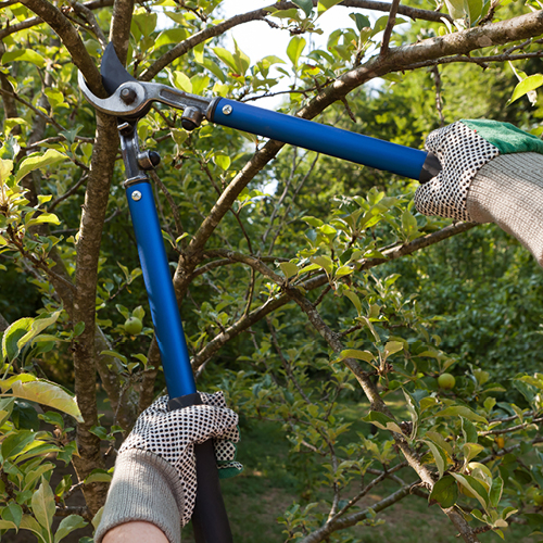 Someone holds a pair of pruning scissors and cuts a branch of a tree