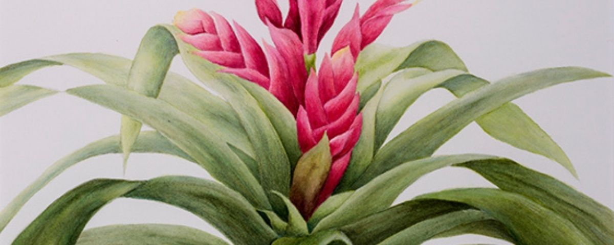 Watercolour painting of a bromeliad.