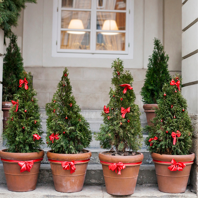 Christmas trees in pots