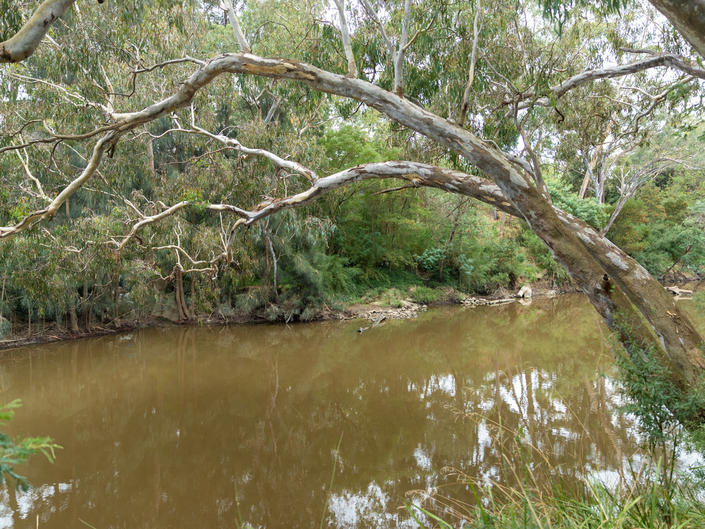 A tree hanging over the river on the Wurundjeri Heritage Trail