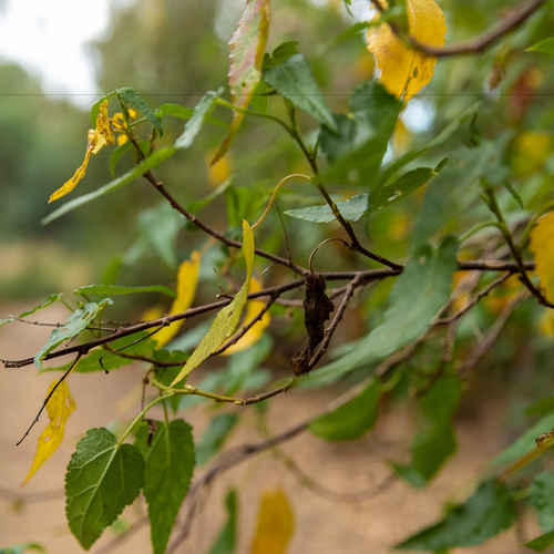 A tree on the Wurundjeri Heritage Trail