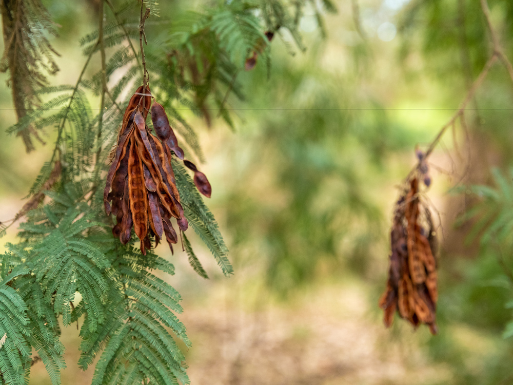 Hanging leaves and seed pods on the Wurundjeri Heritage Trail