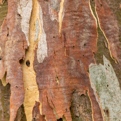 A close up of a tree on the In the past, we have recognised Aboriginal and Torres Strait Islander cultures and heritages by adopting the:  Recognising Indigenous Culture and Heritage Policy 2009–13 Reconciliation Policy and Action Plan 2004–07 Reconciliation Action Plan 2000–03.  We have listed some of the reconciliation actions we have taken over the past 5 years below.