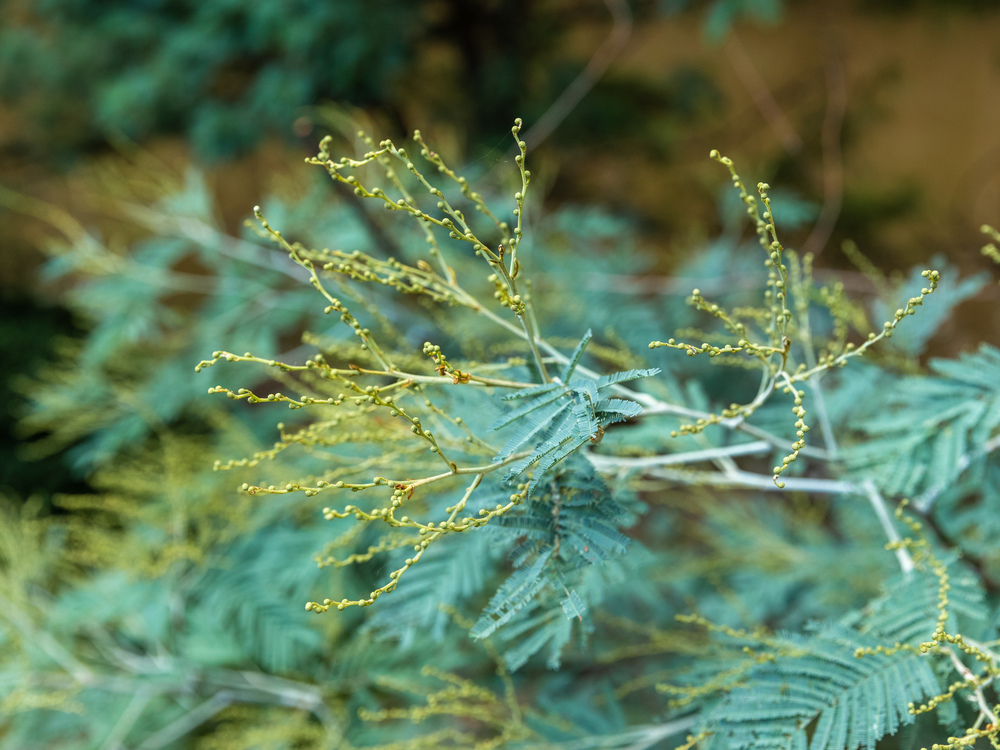 Shrubbery along the Wurundjeri Heritage Trail